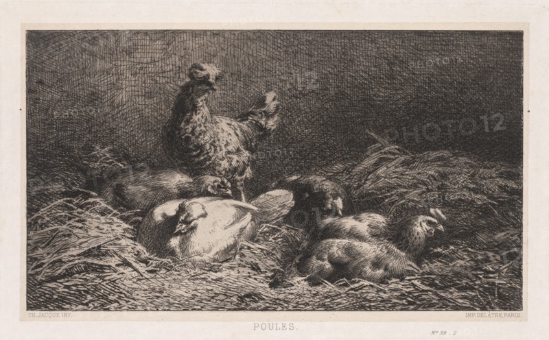 Chickens (Poutes), 1867. Creator: Charles-Émile Jacque (French, 1813-1894).