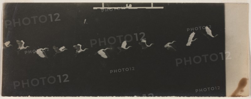 Chronophotograph of a Flying Heron. Creator: Étienne-Jules Marey (French, 1830-1904).