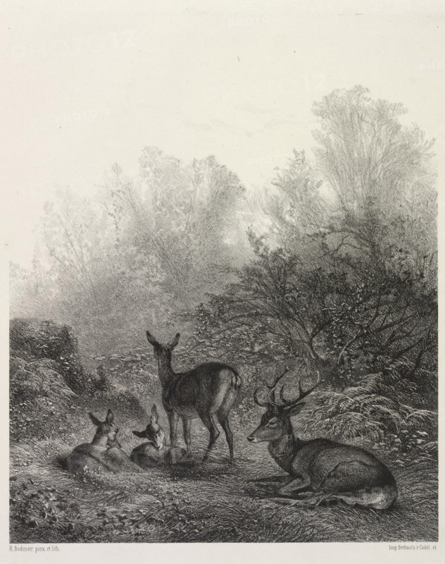 Deer at Rest. Creator: Karl Bodmer (Swiss, 1809-1893).