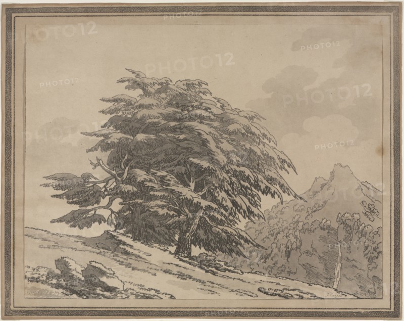 Delineations of the General Character Ramifications and Foliage of Forest Trees: Cedar, 1789. Creator: John Robert Cozens (British, 1752-1797).
