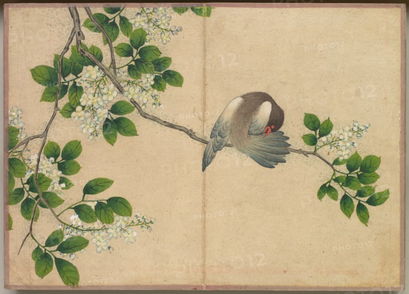 Desk Album: Flower and Bird Paintings (Preening Bird), 18th Century. Creator: Zhang Ruoai (Chinese).