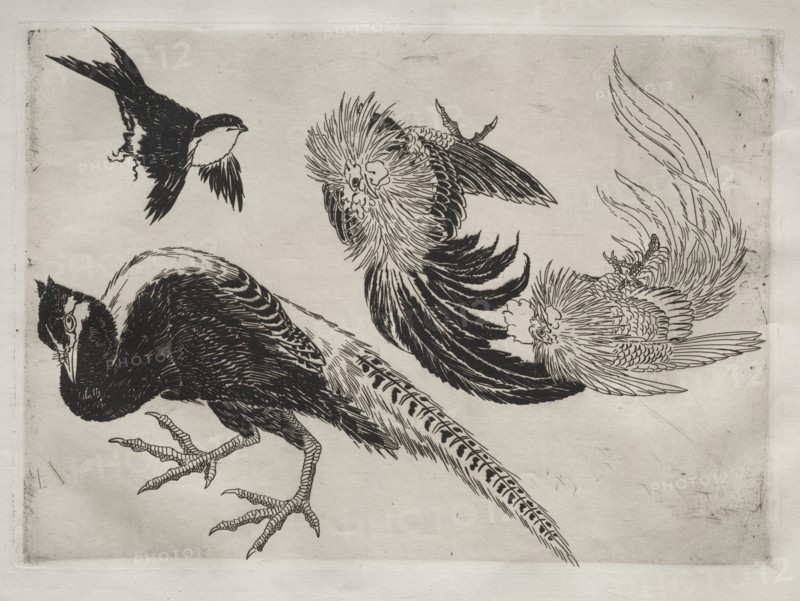 Dinner Service (Rousseau service): Pheasants and bird (no. 18), 1866. Creator: Félix Bracquemond (French, 1833-1914).