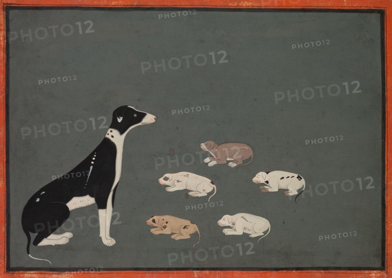 Dog with pups, c. 1780. Creator: Unknown.