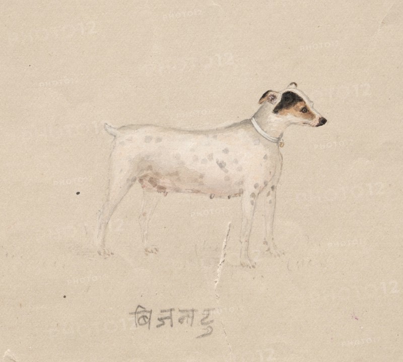 Dog, 1800s. Creator: Unknown.