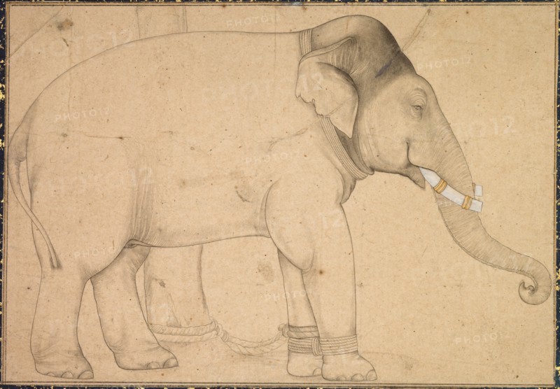 Drawing of an Elephant, c. 1700. Creator: Unknown.