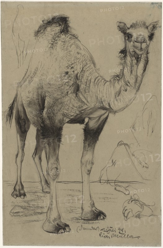 Dromedary, 1894. Creator: Richard Müller (Austrian, 1874-1930).