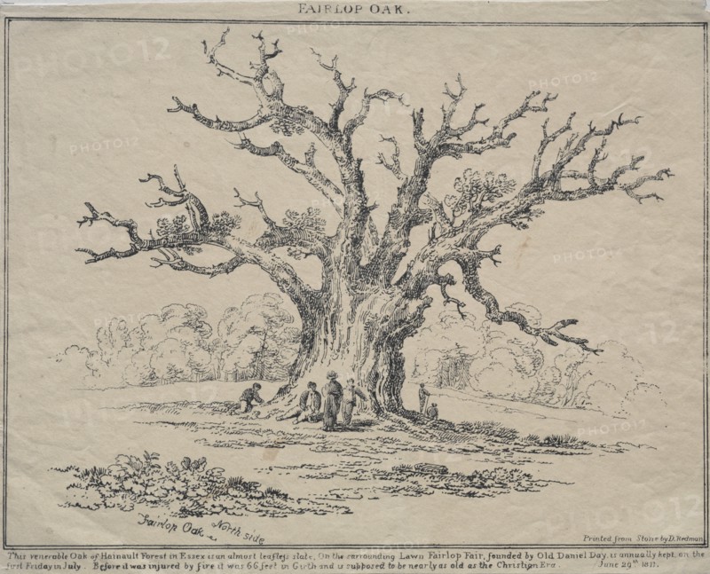 Fairlop Oak, 1811. Creator: D. H. Redman (British).