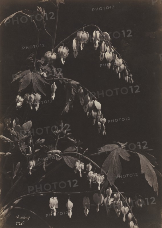 Floral Still Life (Bleeding Hearts), c. 1865. Creator: Charles Aubry (French, 1811-1877).