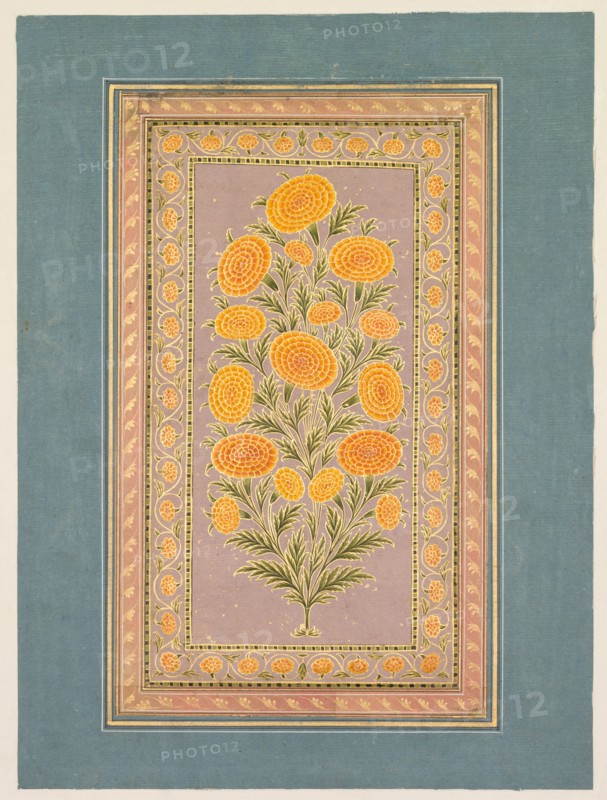 Flowering Marigold, c. 1765. Creator: Hunhar II (Indian, active mid-1700s), style of.