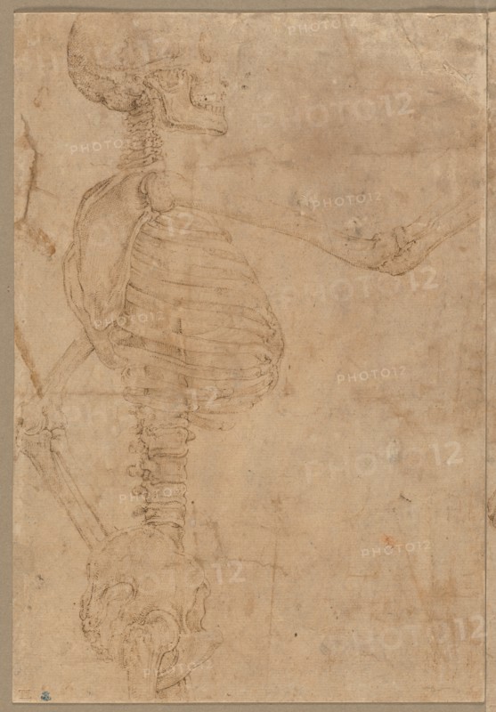 Half-Length Skeleton in Profile, early 1540s. Creator: Battista Franco (Italian, 1498?-1561).