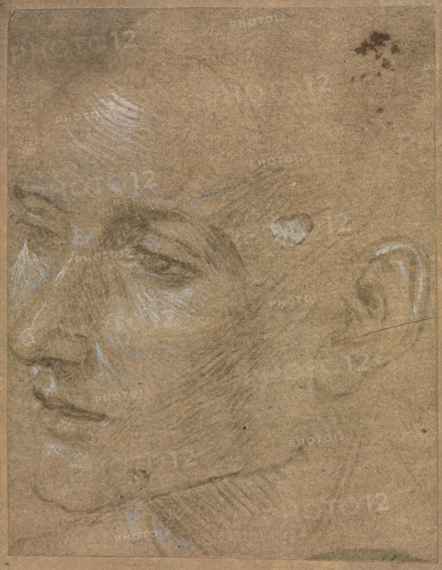 Head of a Young Man, second half 1400s. Creator: Filippino Lippi (Italian, 1457-1504).