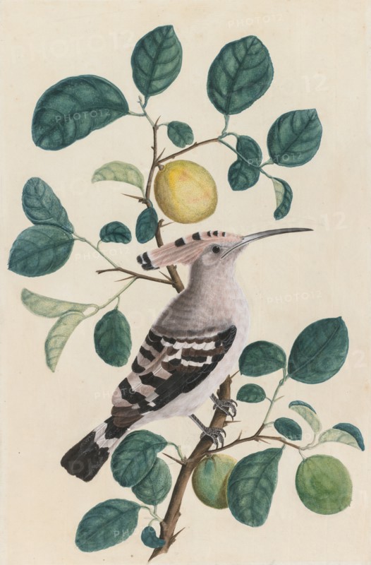 Hoopoe on a Citrus Tree Branch, c. 1800. Creator: Unknown.