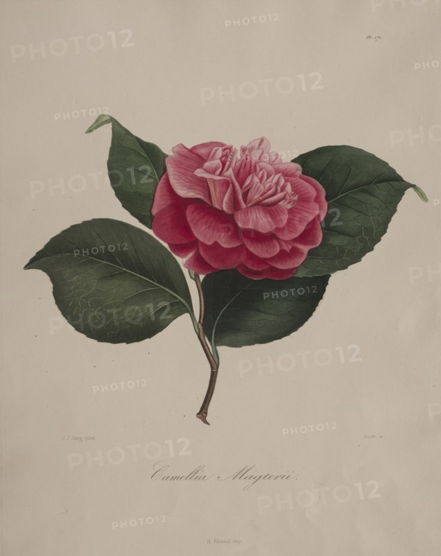 Iconographie du genre camellia: No. 171, 1839-1843. Creator: Abbé Laurent Berlèse (French).