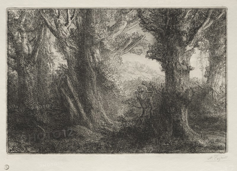In the Forest at Conteville. Creator: Alphonse Legros (French, 1837-1911).