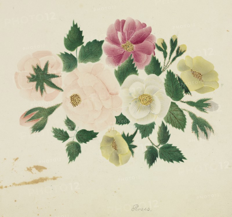 June Roses. Creator: Mary Altha Nims (American, 1817-1907).