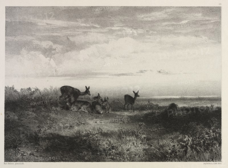 Landscape with Deer, c. 1840. Creator: Karl Bodmer (Swiss, 1809-1893).