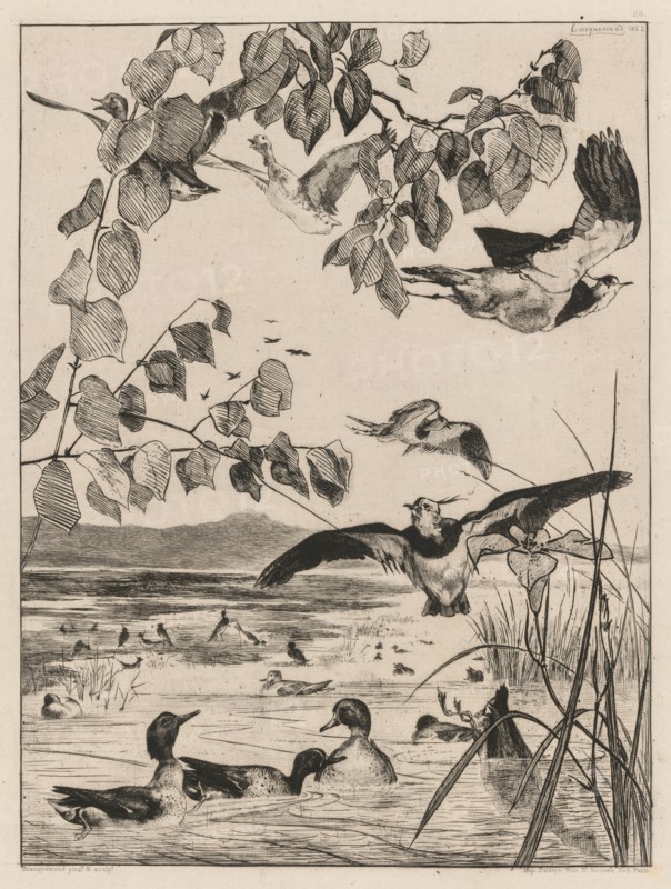 Lapwings and Teals, 1862. Creator: Félix Bracquemond (French, 1833-1914).