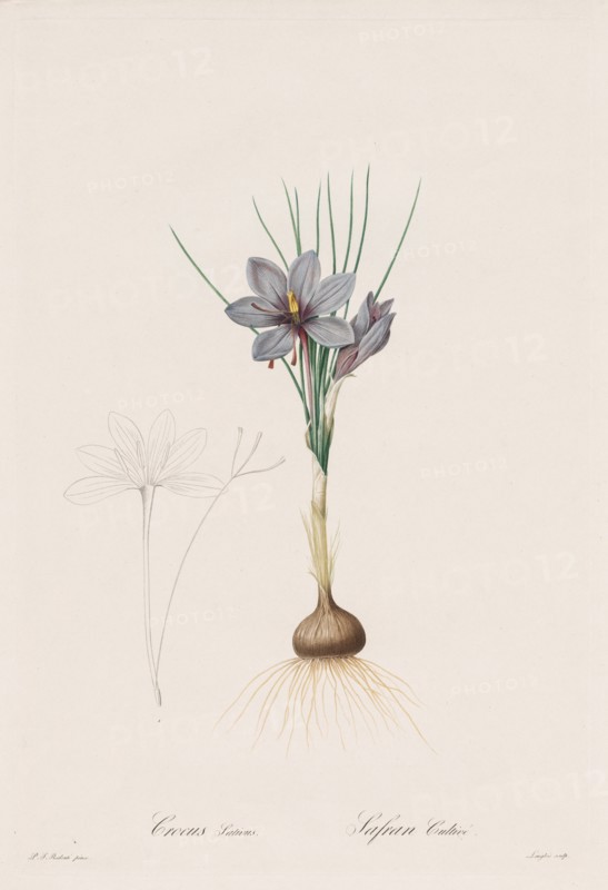Les Liliacées: Crocus Sativus, 1802-1816. Creator: Henry Joseph Redouté (French, 1766-1853).