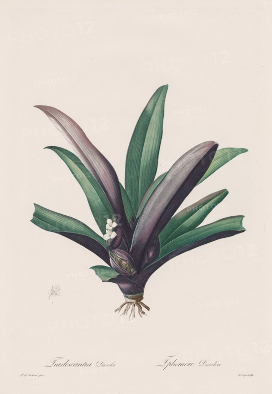 Les Liliacées: Tradescantia discolour, 1802-1816. Creator: Henry Joseph Redouté (French, 1766-1853).