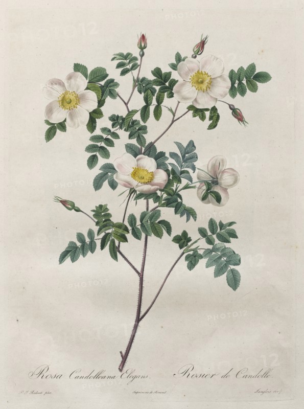 Les Roses: Rosa Candolleana Elegans, 1817-1824. Creator: Henry Joseph Redouté (French, 1766-1853).