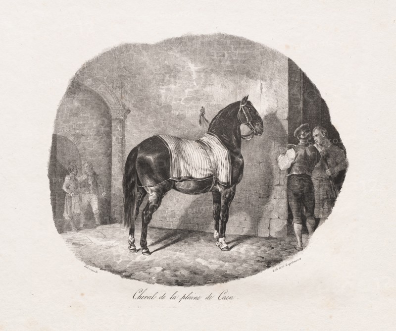 Lithographed Studies of Horses: Pl. 7, Horse from the Caen Plain , 1822. Creator: Théodore Géricault (French, 1791-1824); Gihaut.