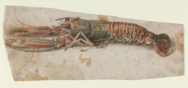 Lobster, 1600s. Creator: Anonymous.