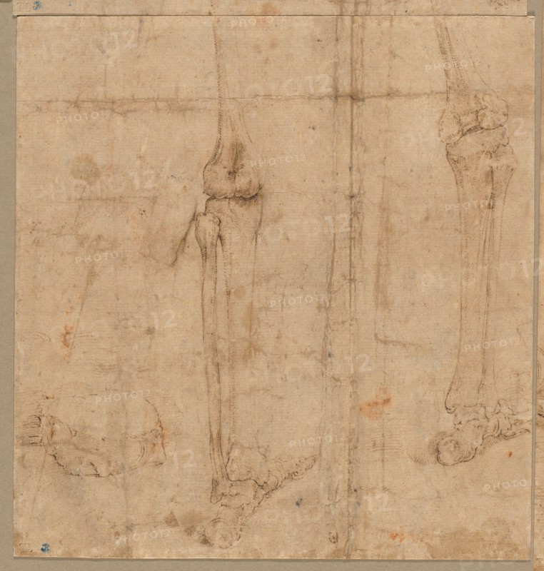 Lower Half of Skeleton from the Back, early 1540s. Creator: Battista Franco (Italian, c. 1510-1561).