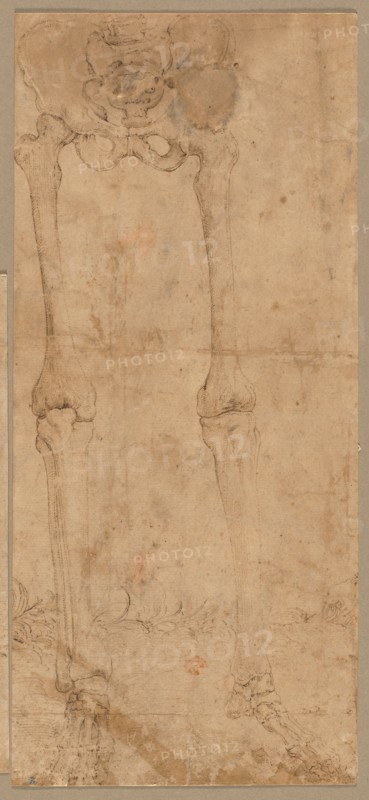 Lower Half of Skeleton from the Front, early 1540s. Creator: Battista Franco (Italian, c. 1510-1561).