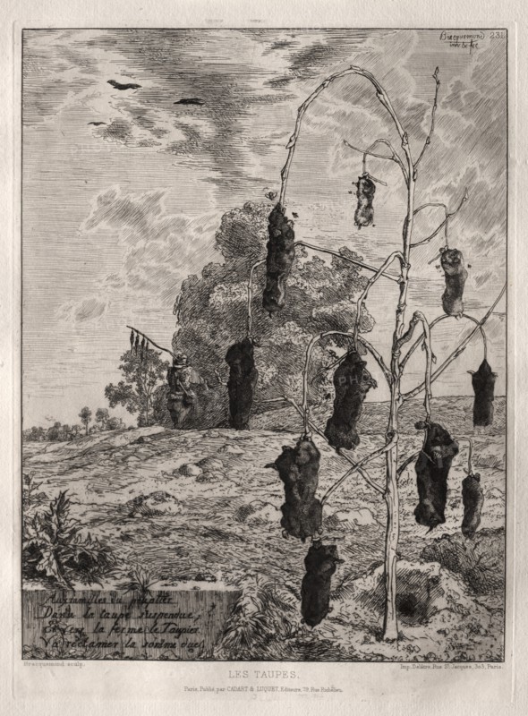 Moles, 1854, printed 1866. Creator: Félix Bracquemond (French, 1833-1914); Cadart & Luquet, 79 , rue Richelieu.