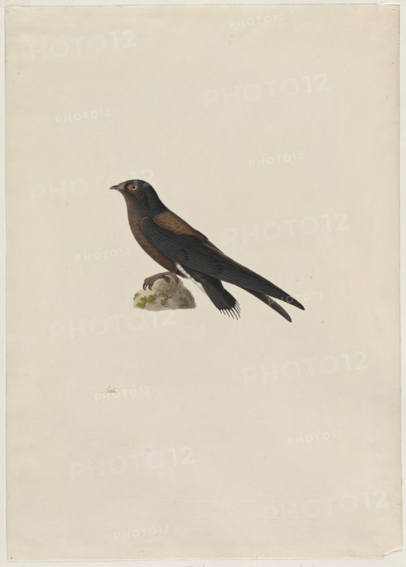 Needle-Tailed Swift (Hirundapus caudaculus), 1800s. Creator: Paul Hüet (French, 1803-1869).