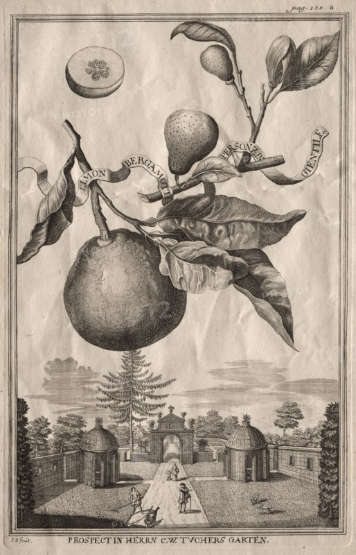 Nurnbergische Hesperides: Limon bergamotto personzin gientile, 1714. Creator: Joseph de Montalegre (Hungarian).