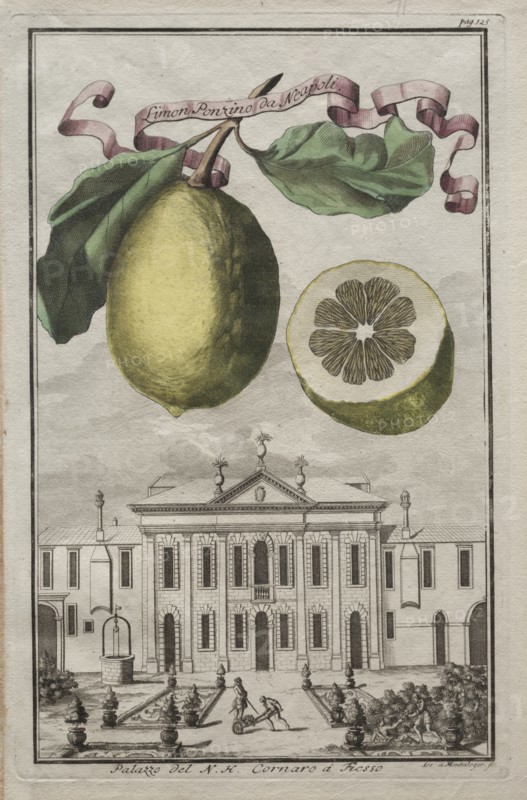 Nurnbergische Hesperides: No125 - Limon Ponzino da Neapoli. Palazzo del N. H. Cornaro à Fiesso, c170 Creator: Joseph de Montalegre (Hungarian); Johoann Christoph Volckamer (German).