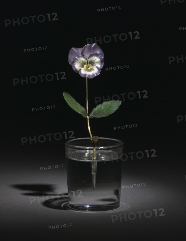 Pansy, before 1919. Creator: Unknown.