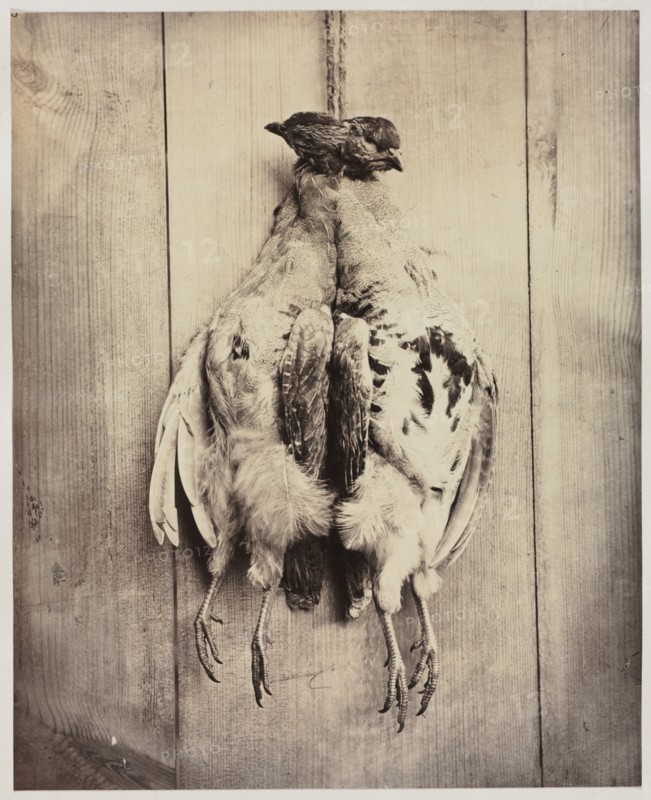 Partridges (recto); L.D. Campbell's Tomb (verso), c. 1861. Creator: Captain N. Baily (British); John Hamilton Craigie (British).