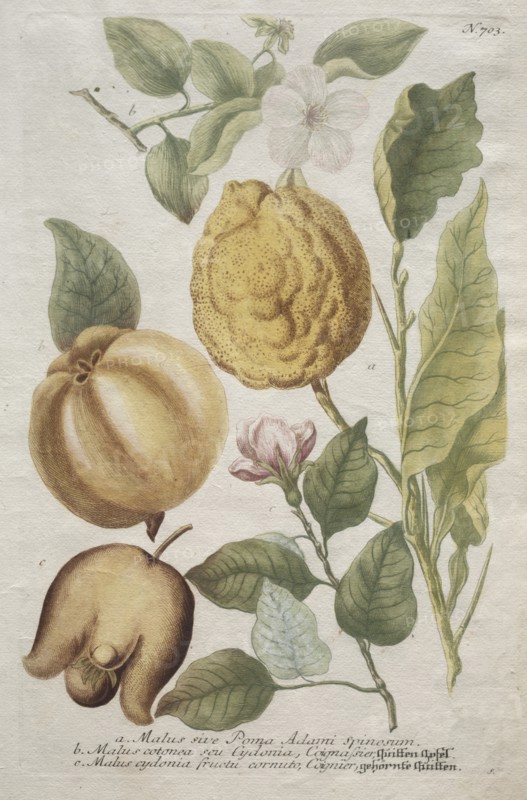 Phytanthoza iconographia: No. 703. Creator: Johann Wilhelm Weinmann (German); Bartholomaus Seutter (German, 1678-1754).