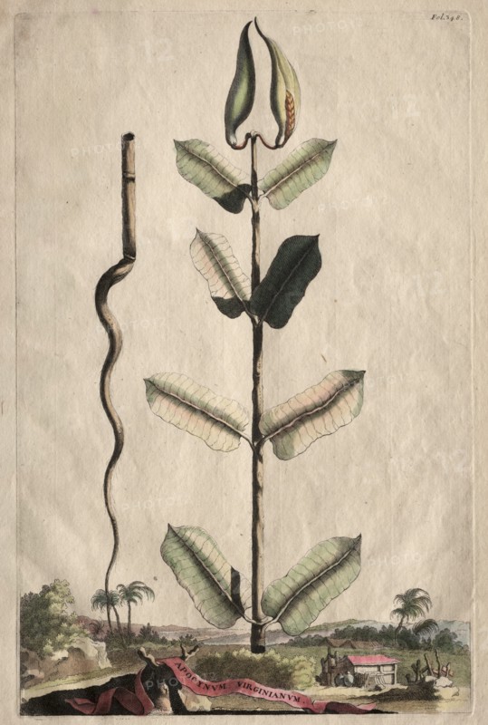 Phytographia Curiosa: Apocynum Virginianum. Creator: Abraham Munting (Dutch, 1626-1683).
