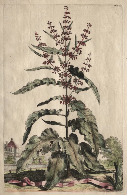 Phytographia Curiosa: Lapathum Longifolium Crispum. Creator: Abraham Munting (Dutch, 1626-1683).