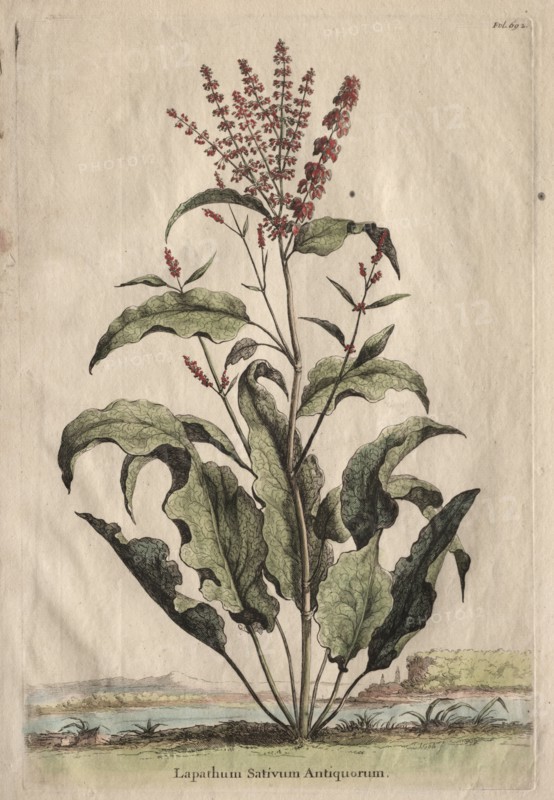 Phytographia Curiosa: Lapathum Sativum Antiquorum. Creator: Abraham Munting (Dutch, 1626-1683).