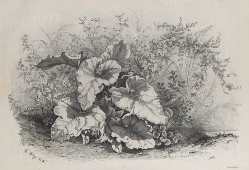 Plant Study from Group of Various Plants Drawn and Lithographed after Nature..., 1848. Creator: Eugene Bléry (French, 1805-1886).
