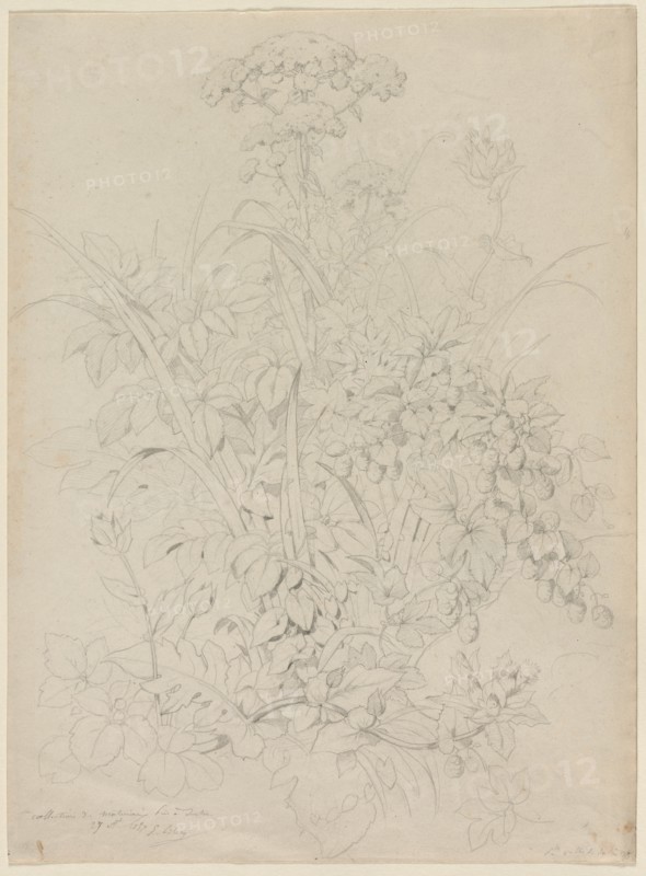 Plant Study, 1857. Creator: Eugene Bléry (French, 1805-1886).