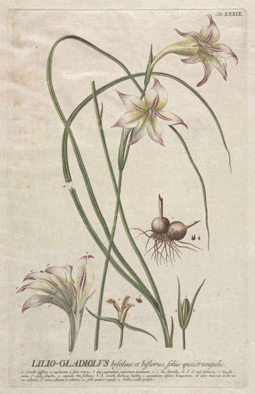 Plantae Selectae: No. 39 - Lilio-Gladiolus. Creator: Georg Dionysius Ehret (German, 1708-1770); Christopher Jacob Trew (German).