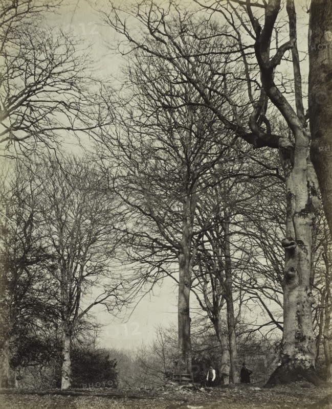 Queen Adelaide's Beech, before 1864. Creator: James Sinclair, 14th Earl of Caithness (British, 1821-1881); William Bambridge (British, 1819-1879), or ; Longman, Green, Longman, Roberts & Green.