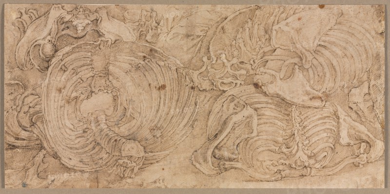 Rib Cages, early 1540s. Creator: Battista Franco (Italian, c. 1510-1561).