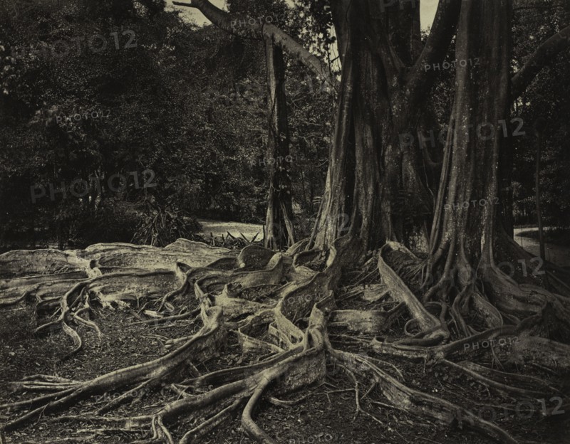 Rubber Tree, Assam, India (Ficus Elastica), c.1880s. Creator: Charles T. Scowen (British).