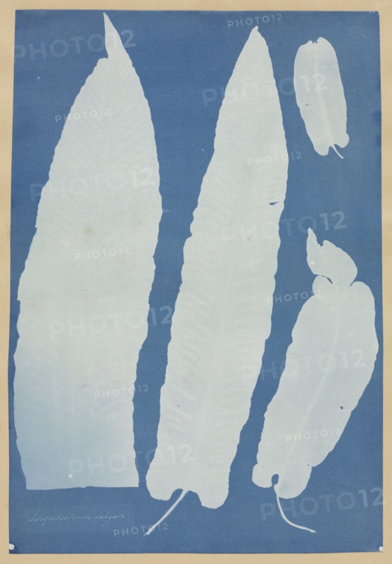 Scolopendrium Vulgare, 1852-1854. Creator: Anna Atkins (British, 1799-1871).