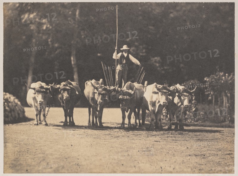 Six Oxen Team with their Driver, c. 1853. Creator: Olympe Aguado (French, 1827-1894).
