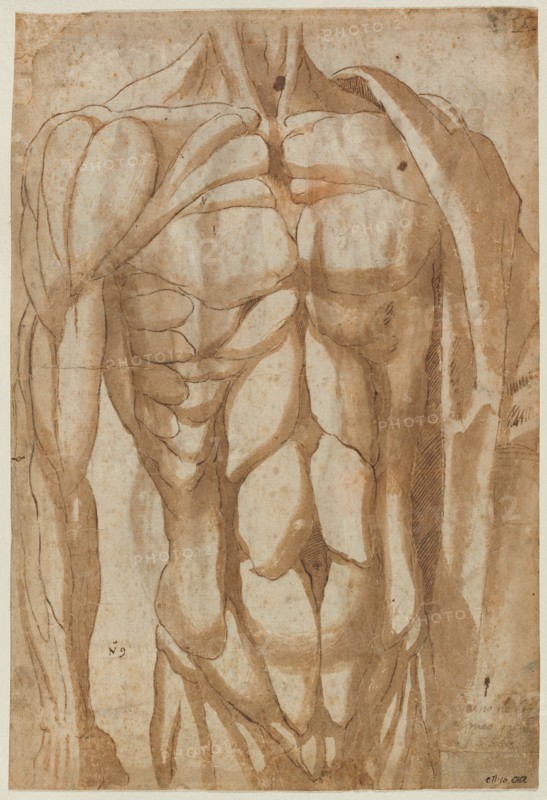 Study of a Flayed Torso, 1554. Creator: Bartolommeo da Arezzo (Italian, 1578).