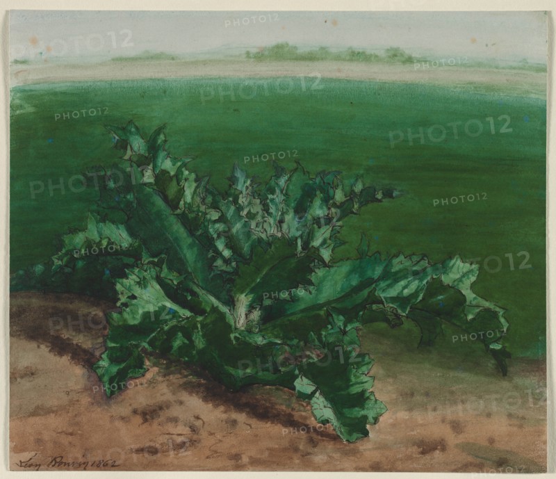 Study of a Plant, Possibly Thistle, 1862. Creator: Léon Bonvin (French, 1834-1866).