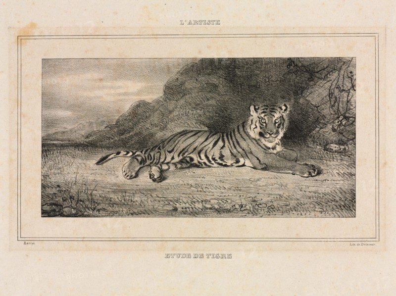 Study of a Tiger, 1832. Creator: Antoine-Louis Barye (French, 1796-1875).