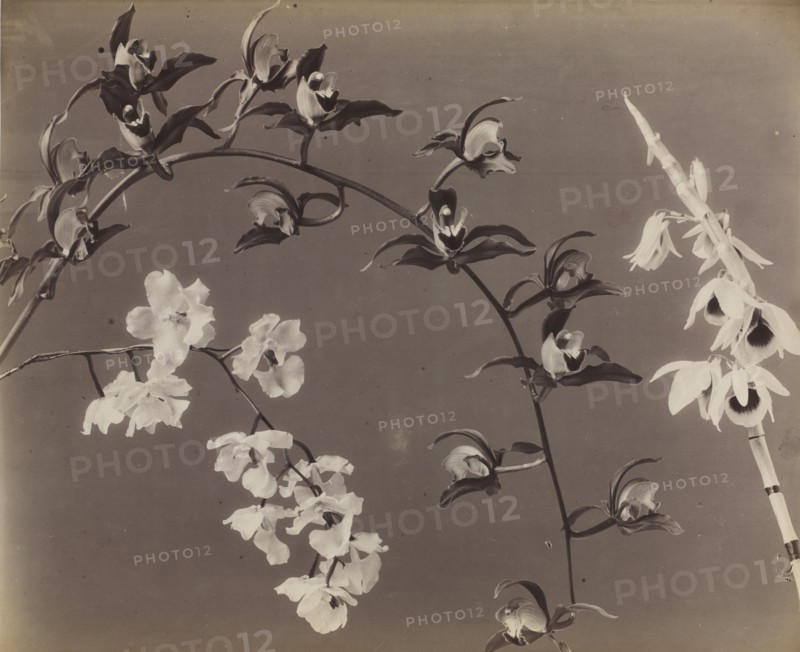 Study of Orchids, c. 1870s. Creator: Unidentified Photographer.